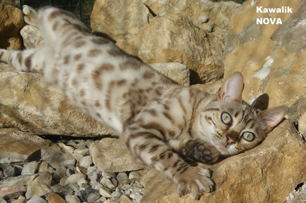 bengal snow mink
